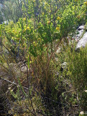 Aspalathus securifolia