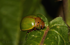 Platyphora quadrisignata