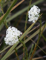 Pimelea longiflora