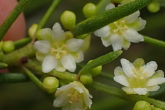 Clutia ericoides