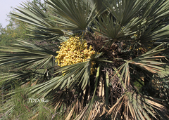 Trithrinax campestris