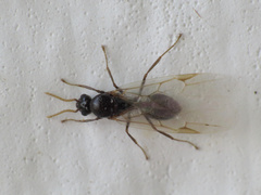 Crematogaster auberti