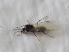 Crematogaster auberti