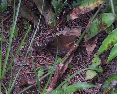 Rufous-browed Wren (Troglodytes rufociliatus), photo 3