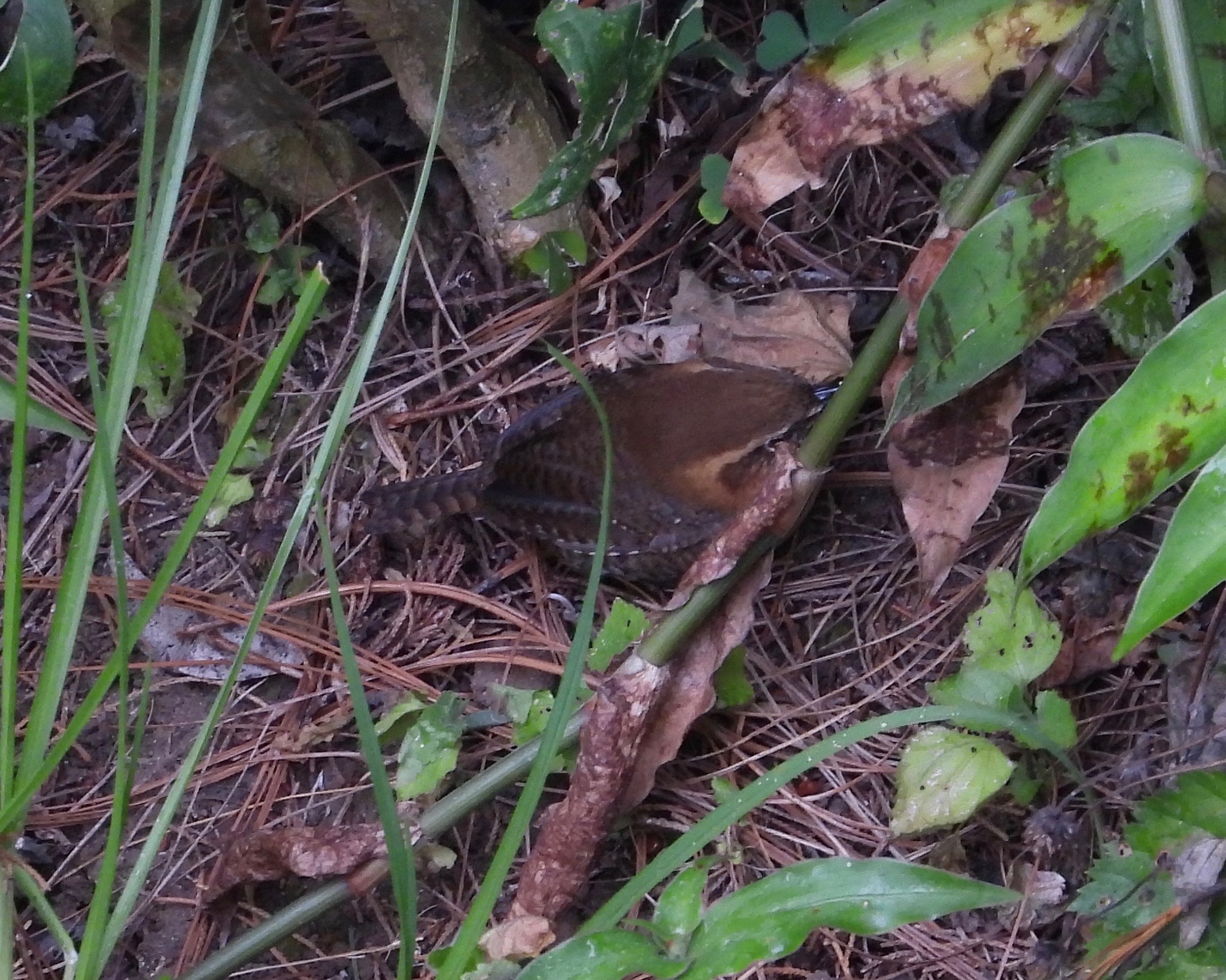 Rufous-browed Wren illustration