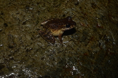 Craugastor aurilegulus