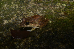 Craugastor aurilegulus