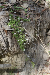 Houstonia procumbens image