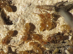 Bothriomyrmex