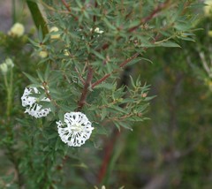 Pimelea sylvestris