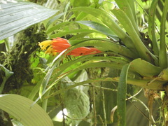 Guzmania nicaraguensis