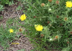 Grindelia cabrerae