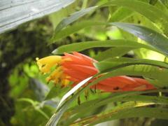 Guzmania nicaraguensis