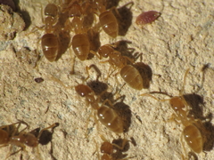 Bothriomyrmex