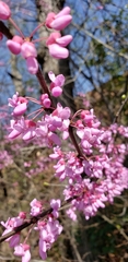 Cercis canadensis