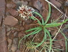 Cyperus usitatus