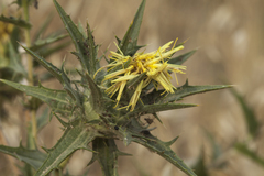 Carthamus turkestanicus