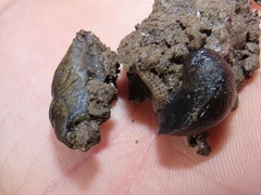 Tandonia budapestensis