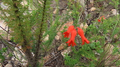 Cyrtanthus staadensis