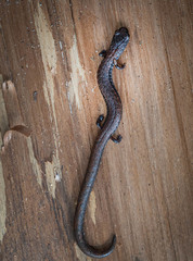 Batrachoseps gregarius