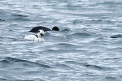 Mergellus albellus