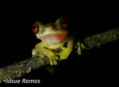 Duellmanohyla salvavida