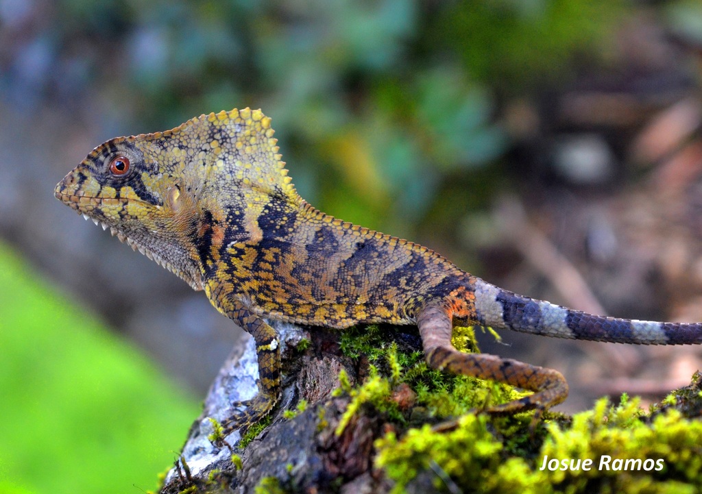 Smooth Helmeted Iguana