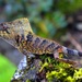 Helmeted Iguana - Photo (c) Josue Ramos Galdamez, some rights reserved (CC BY-NC), uploaded by Josue Ramos Galdamez