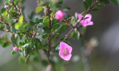 Boronia crenulata
