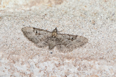 Eupithecia bolterii