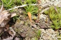 Multiclavula vernalis