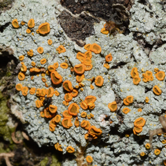 Brigantiaea leucoxantha