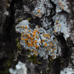 Brigantiaea leucoxantha