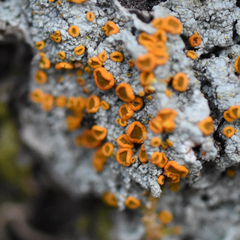 Brigantiaea leucoxantha