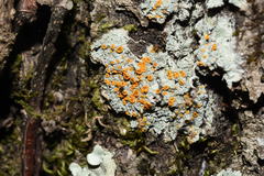 Brigantiaea leucoxantha