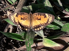 Byblia anvatara