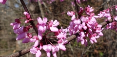 Cercis canadensis