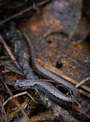 Batrachoseps gregarius