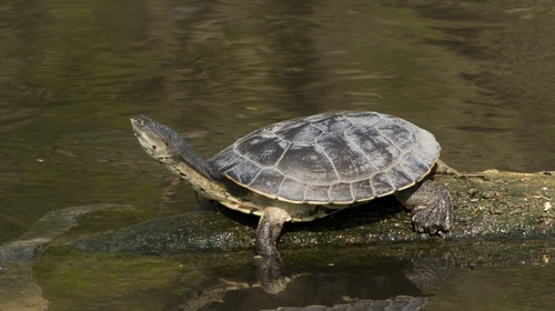 Cotinga River Toadhead Turtle (BES Amazon Expedition Reptile Guide ...