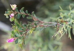 Boronia crenulata