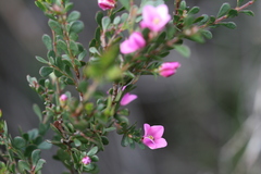 Boronia crenulata