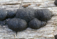 Annulohypoxylon annulatum