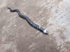 Amphisbaena fuliginosa