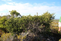 Robsonodendron maritimum