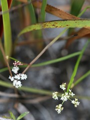 Platysace filiformis
