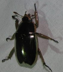 Chrysina limbata