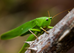 Neoconocephalus retusus