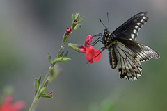 Battus polydamas psittacus