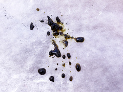 Annulohypoxylon annulatum