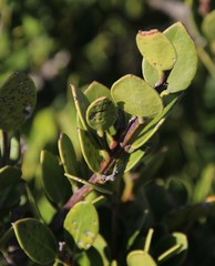 Robsonodendron maritimum